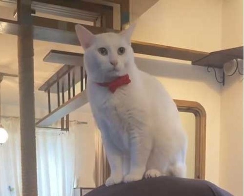 猫が飼い主の背中に乗っている