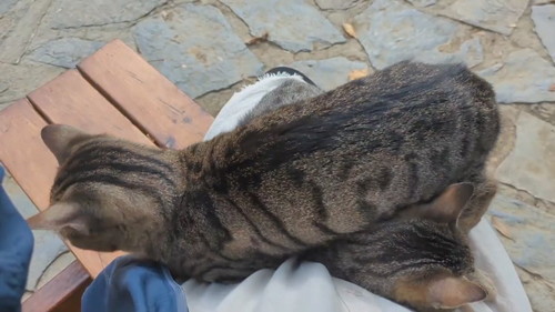 イスタンブールの猫たち