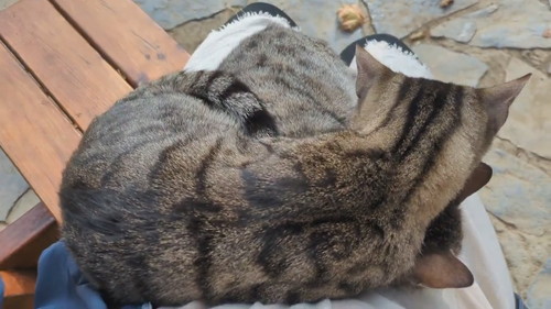 イスタンブールの猫たち