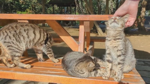 イスタンブールの猫たち