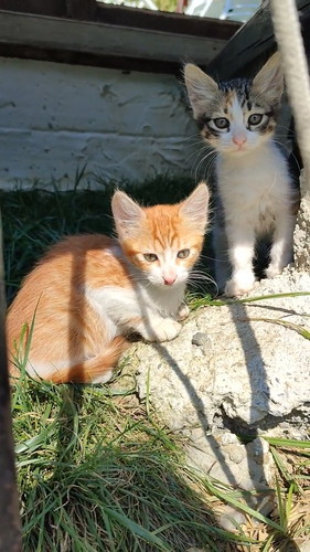 イスタンブールの猫たち