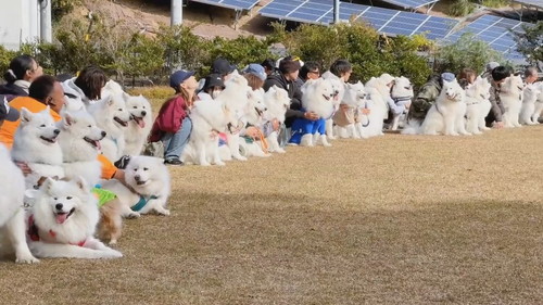 サモエドオフ会