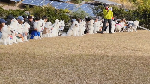 ニコニコサモエド