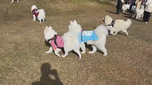 集まるサモエド