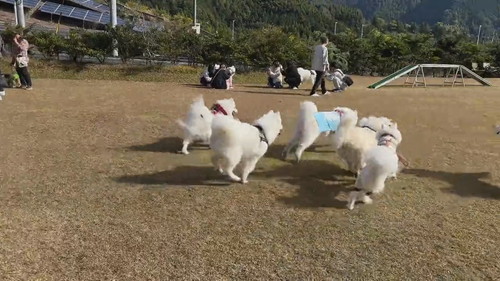 玩具に走るサモエド