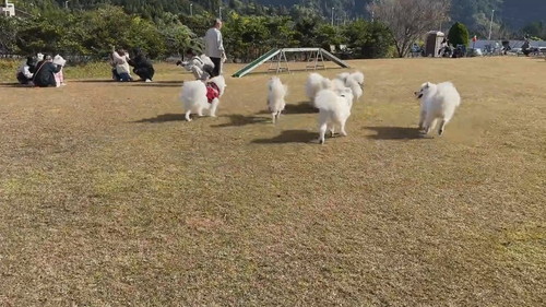 集まるサモエド