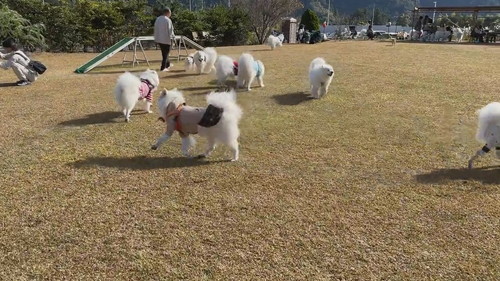 サモエドオフ会