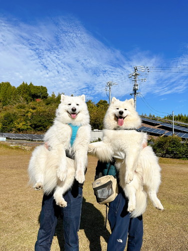 サモエドオフ会
