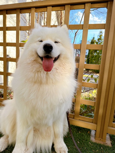 サモエドサニーくん