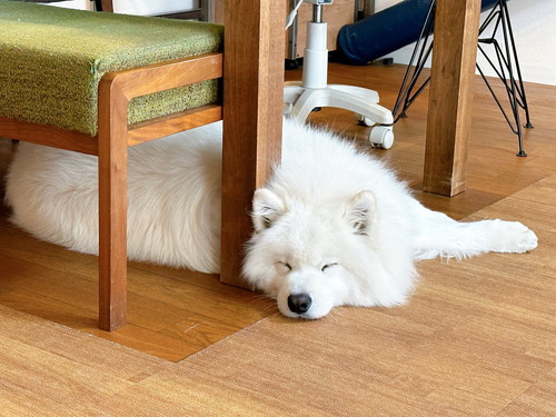 お昼寝するサニーくん