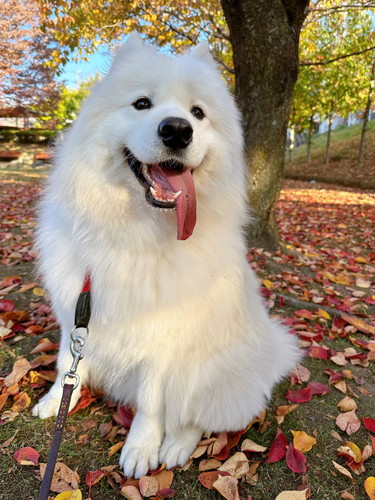 落ち葉とサニーくん