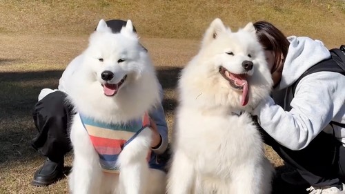 笑顔のサモエドオフ会