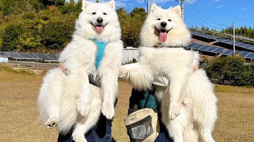 2匹並ぶサモエドオフ会