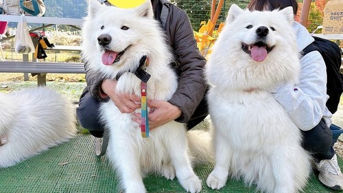 笑顔のサモエドオフ会