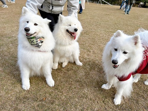 笑顔のサモエドオフ会