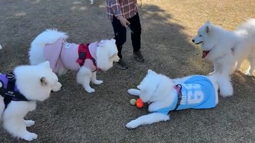 笑顔のサモエドオフ会