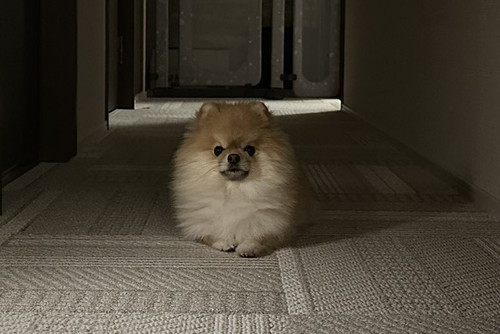 立ちふさがるミサイルちゃん