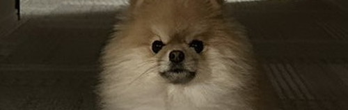 立ちふさがるミサイルちゃん