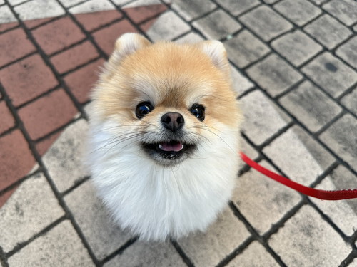 ミサイルちゃん