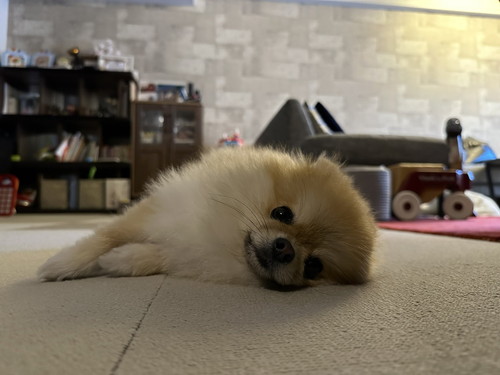 ミサイルちゃん