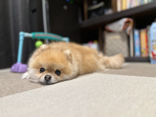 ミサイルちゃん