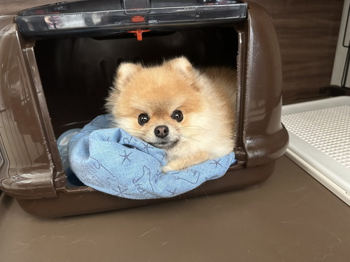 ミサイルちゃん