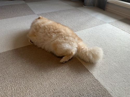 ミサイルちゃん