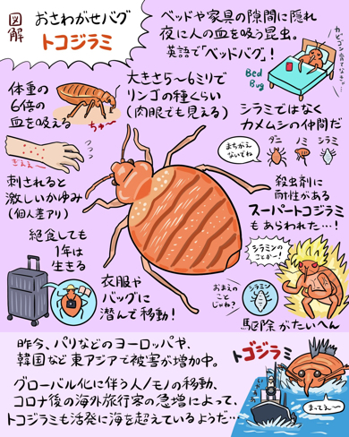 トコジラミの図解