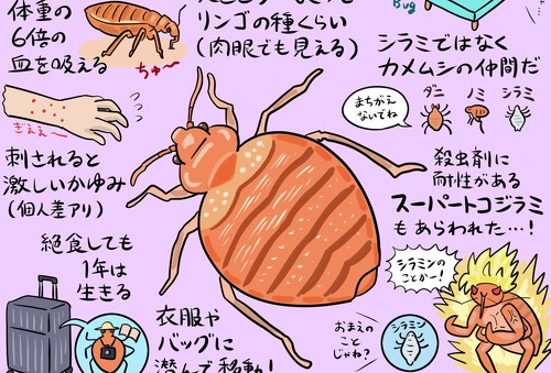 トコジラミ図解