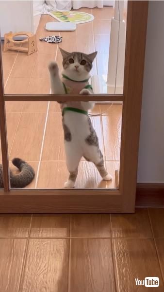 こちらを見つめる子猫