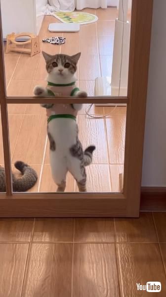 こちらを見つめる子猫