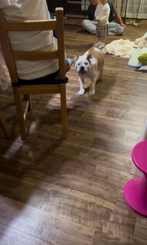 椅子の近く走ってるワンコ