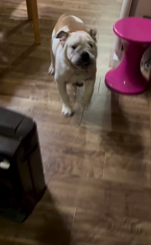 ピンクの物の隣走ってるワンコ