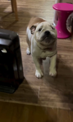 左前足浮かせてるワンコ