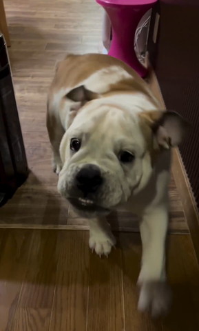 近くに来たワンコカメラ目線