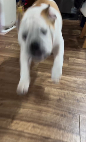 飛んでるワンコ