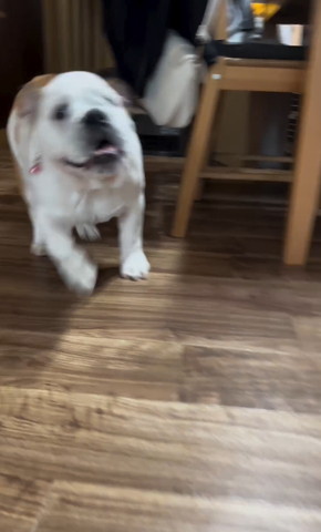 椅子の横から走ってくるワンコ