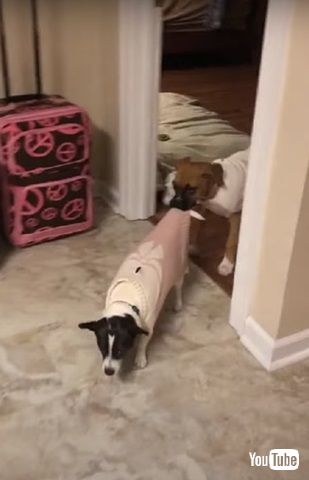 遊びたいワンコ