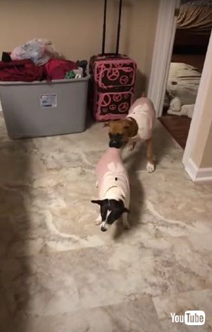 遊びたいワンコ