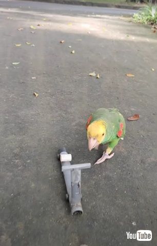スクーターに乗るインコ
