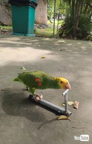 スクーターに乗るインコ