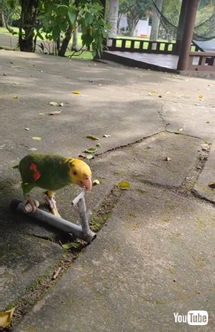 スクーターに乗るインコ