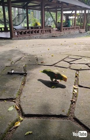 スクーターに乗るインコ