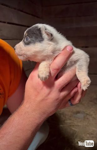 おしゃべりな子犬