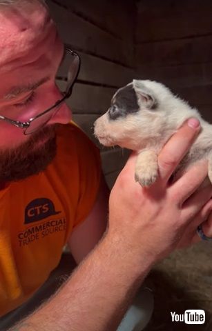 言葉が分かってるような子犬