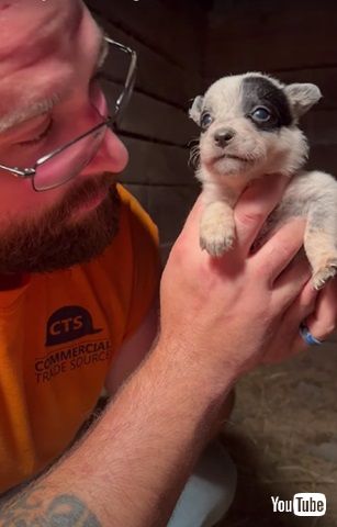 おしゃべりな子犬