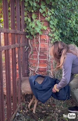 柵に挟まった鹿を救出