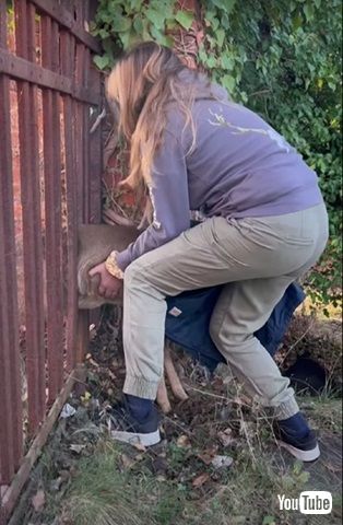 柵に挟まった鹿を救出