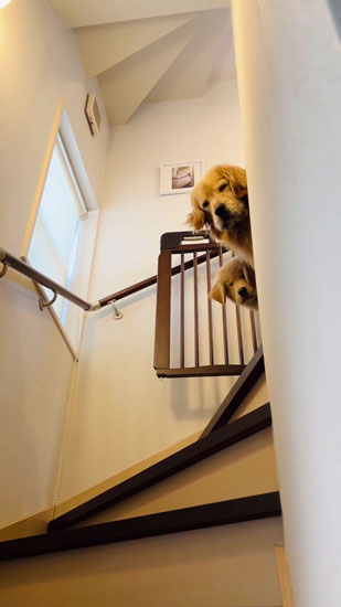 下を見つめるコメちゃんとイクラちゃん