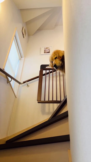 隠れるイクラちゃん